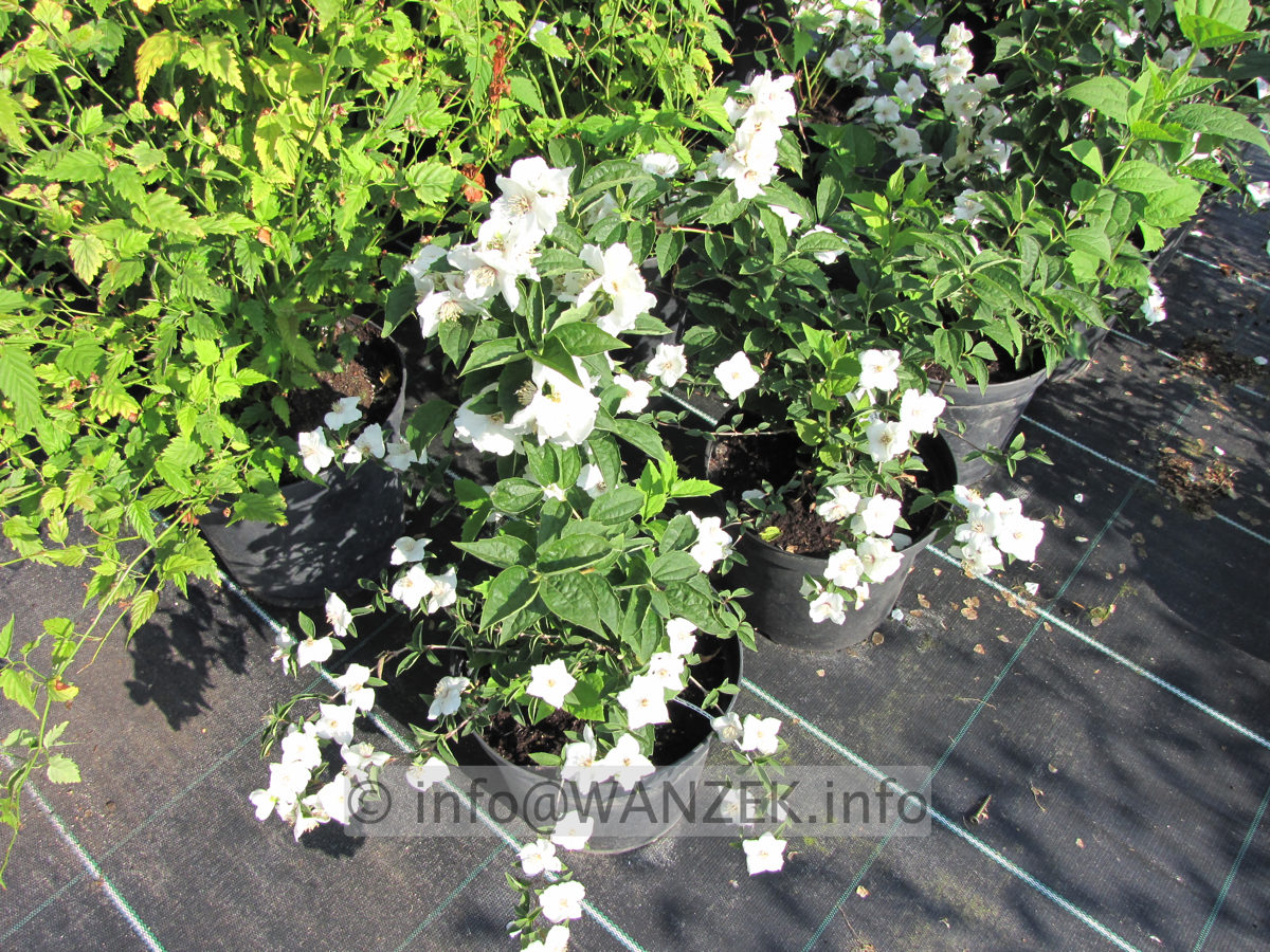 Philadelphus Snowgoose 04.JPG